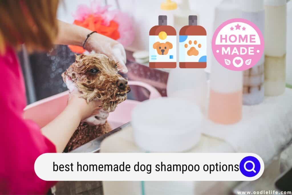 The Best Homemade Dog Shampoo Options (2023) Oodle Life