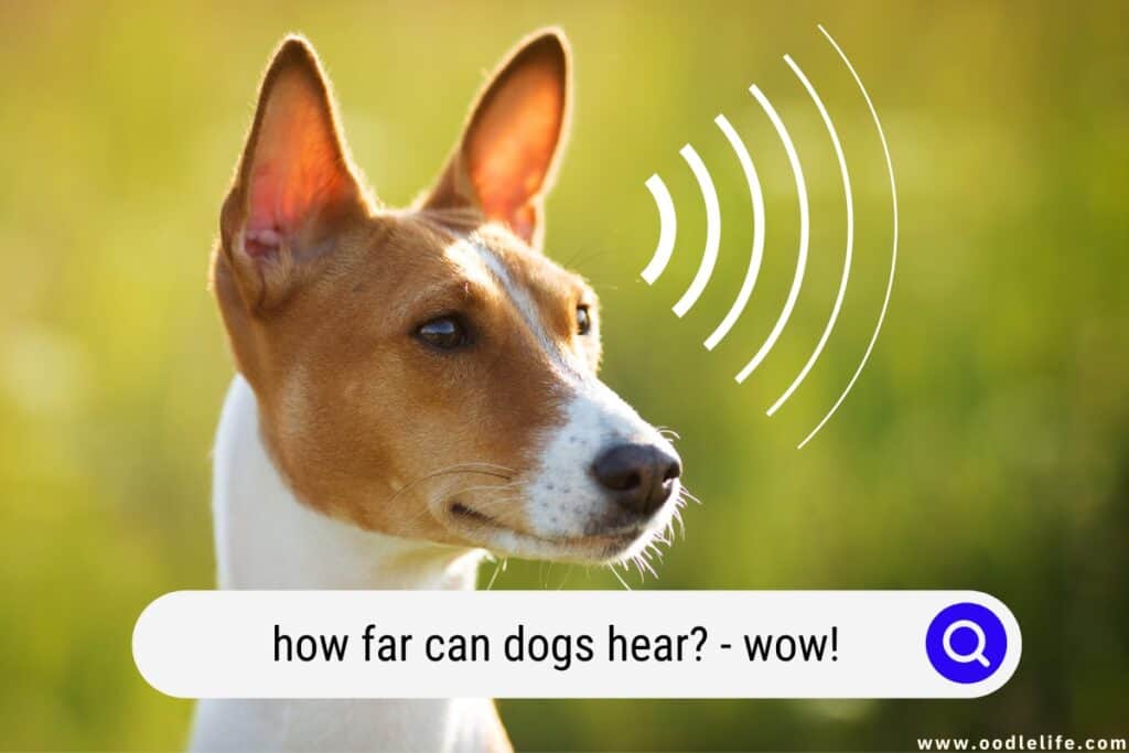 how far can dogs hear