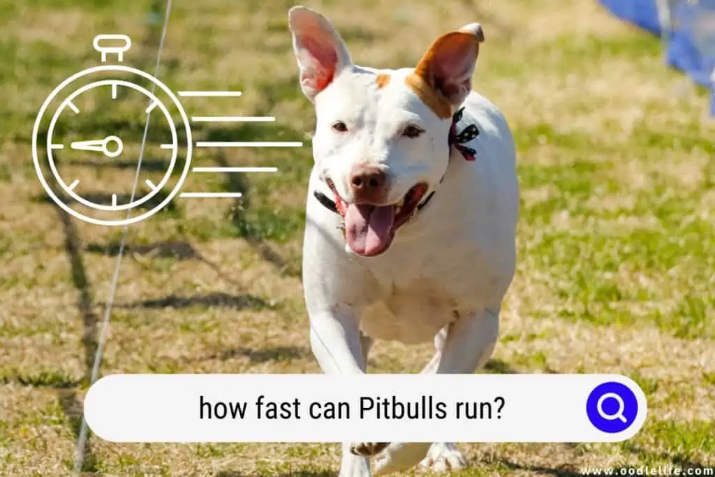 how fast can Pitbulls run