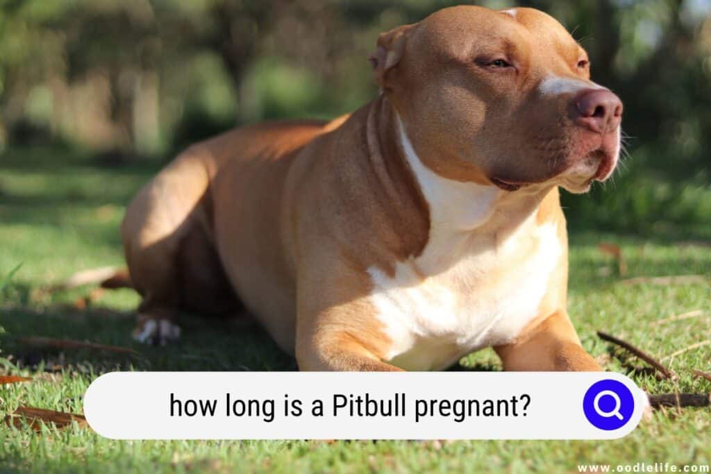how long is a Pitbull pregnant