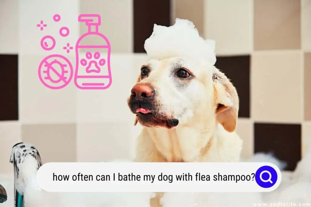 how often can i bathe my dog with flea shampoo