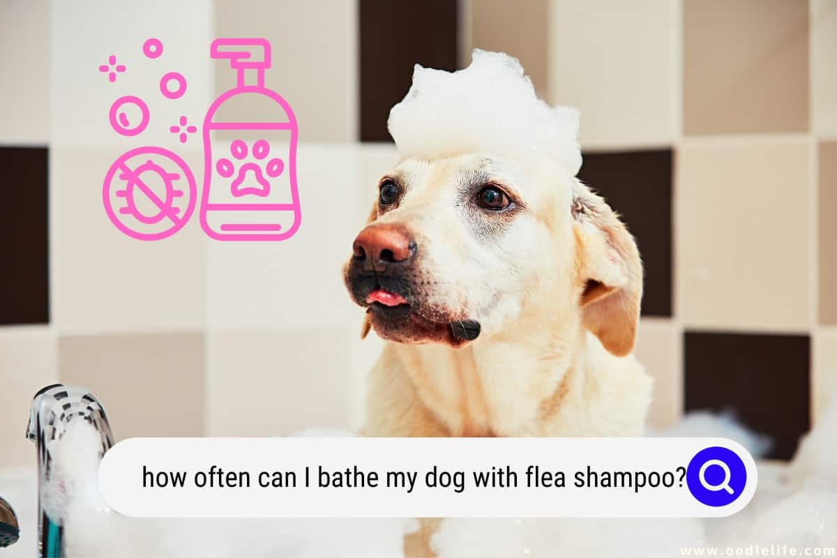 How Often Can I Bathe My Dog With Flea Shampoo? Oodle Life