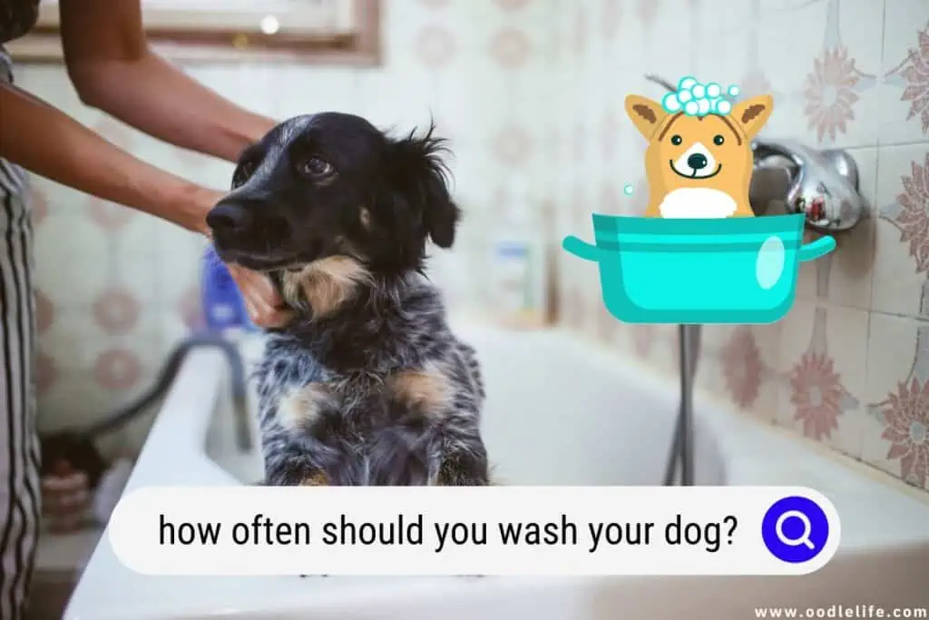 how often should you wash your dog