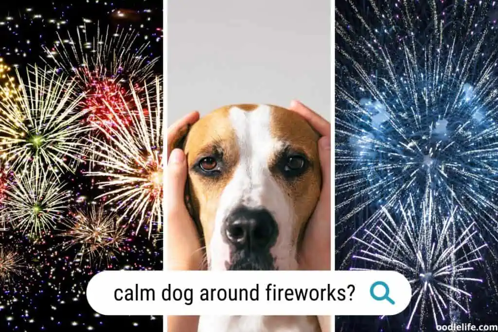 how to calm a dog during fireworks
