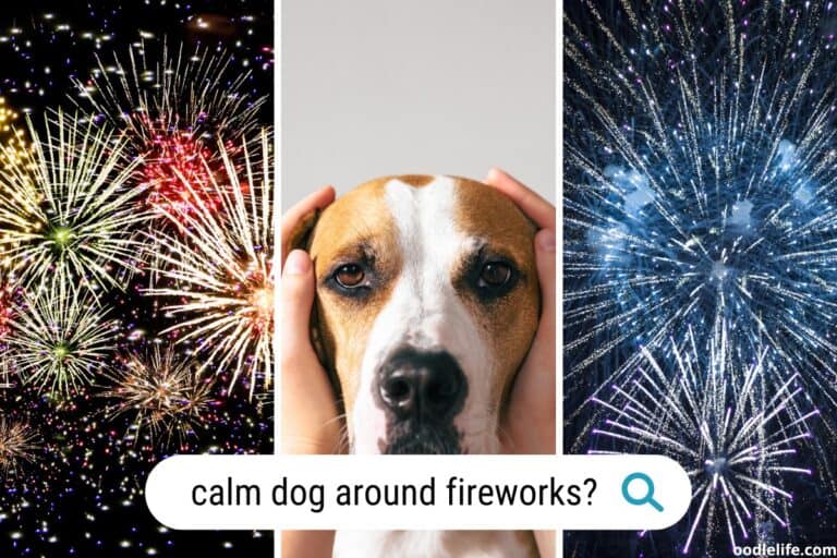 How to Calm Dog During Fireworks (4th of July Dog Guide)