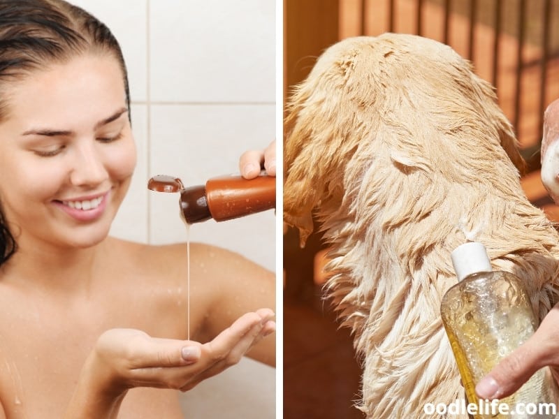 human and dog shampoos