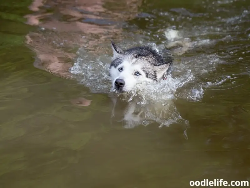 Husky swims across the river