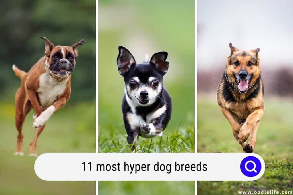 hyper dog breeds