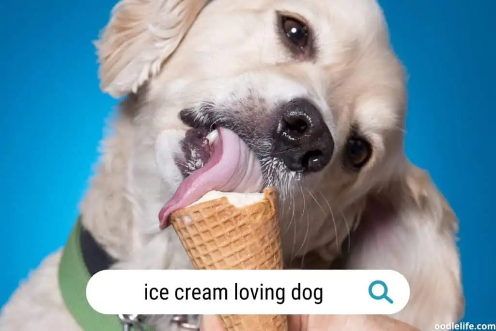 ice cream loving dog