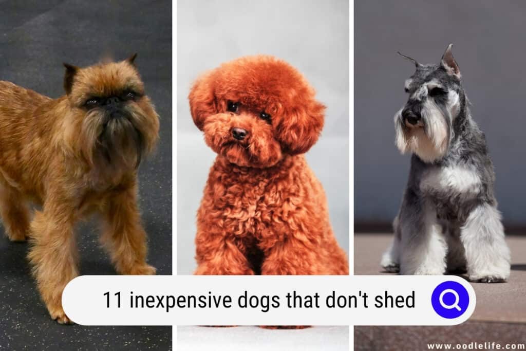 inexpensive dogs that don't shed
