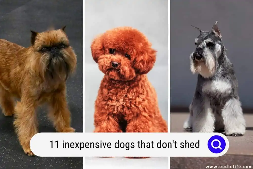 inexpensive dogs that don't shed