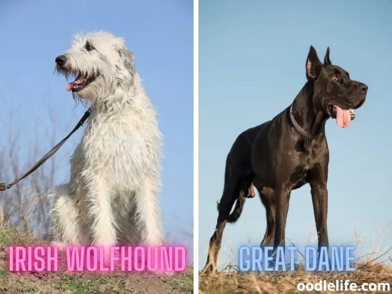 Irish Wolfhound and Great Dane popularity
