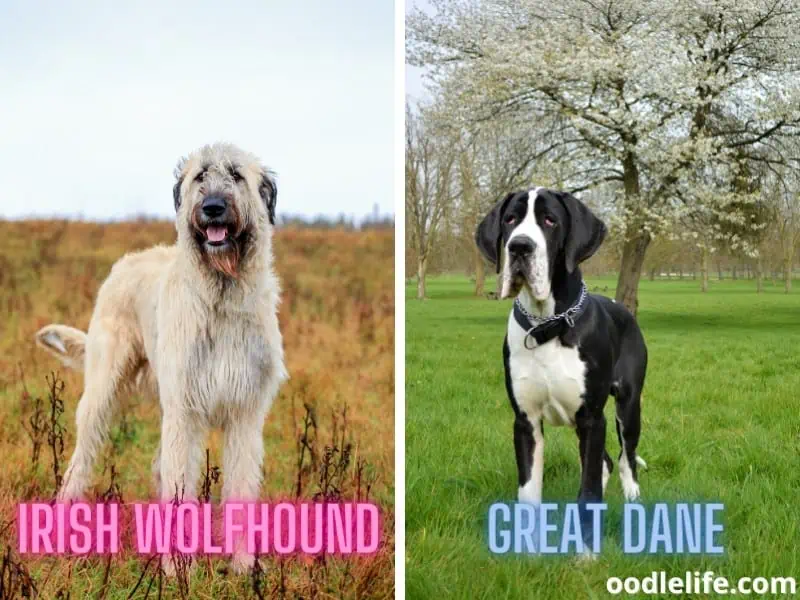 Irish Wolfhound and Great Dane stand