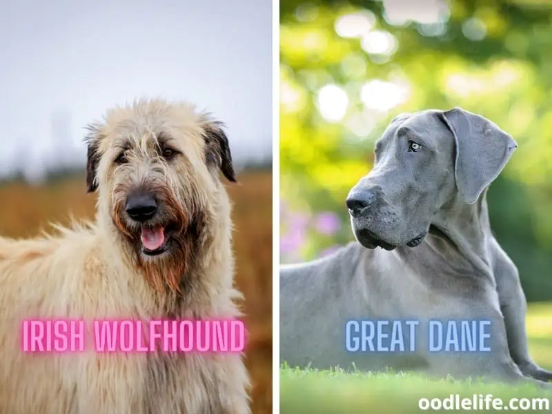 Irish Wolfhound and Great Dane