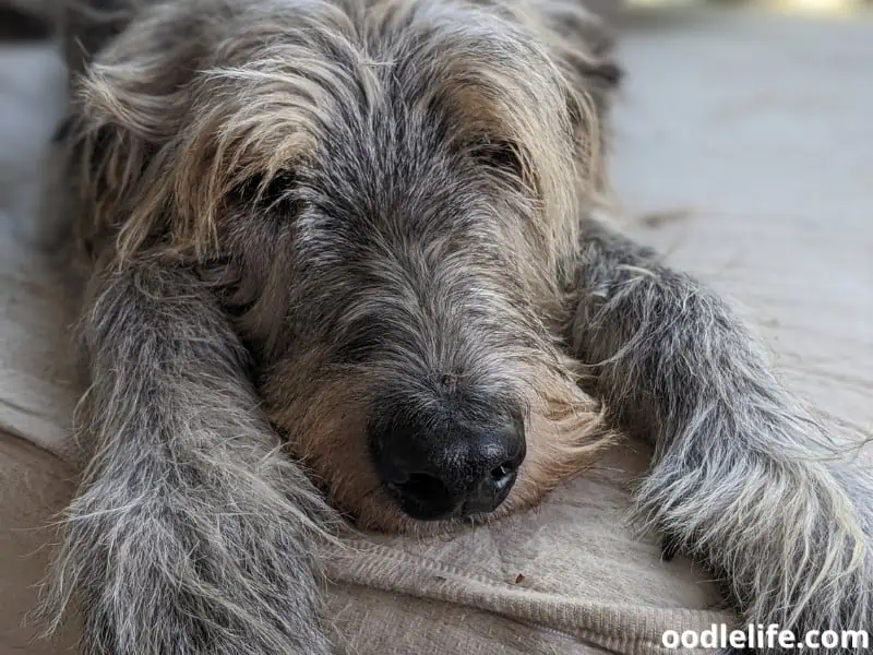 Irish Wolfhound taking a sleep