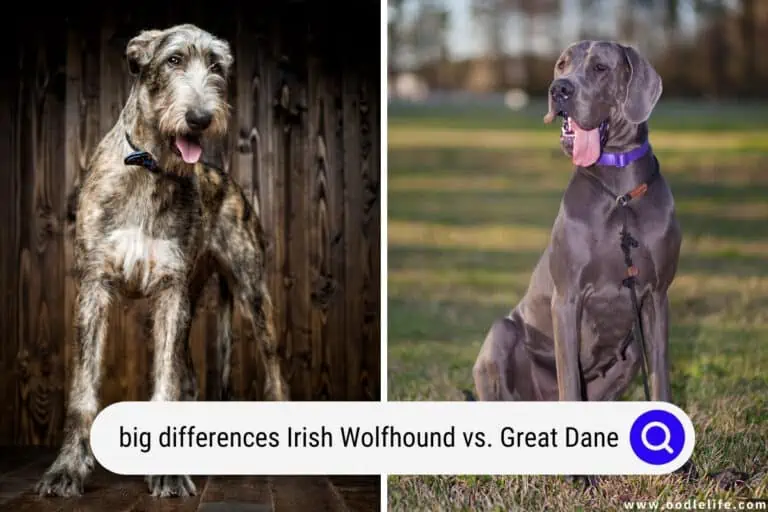 Big Differences Between Irish Wolfhound vs Great Dane (Photos)