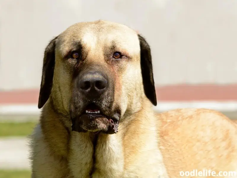 Kangal Shepherd Dog close shot