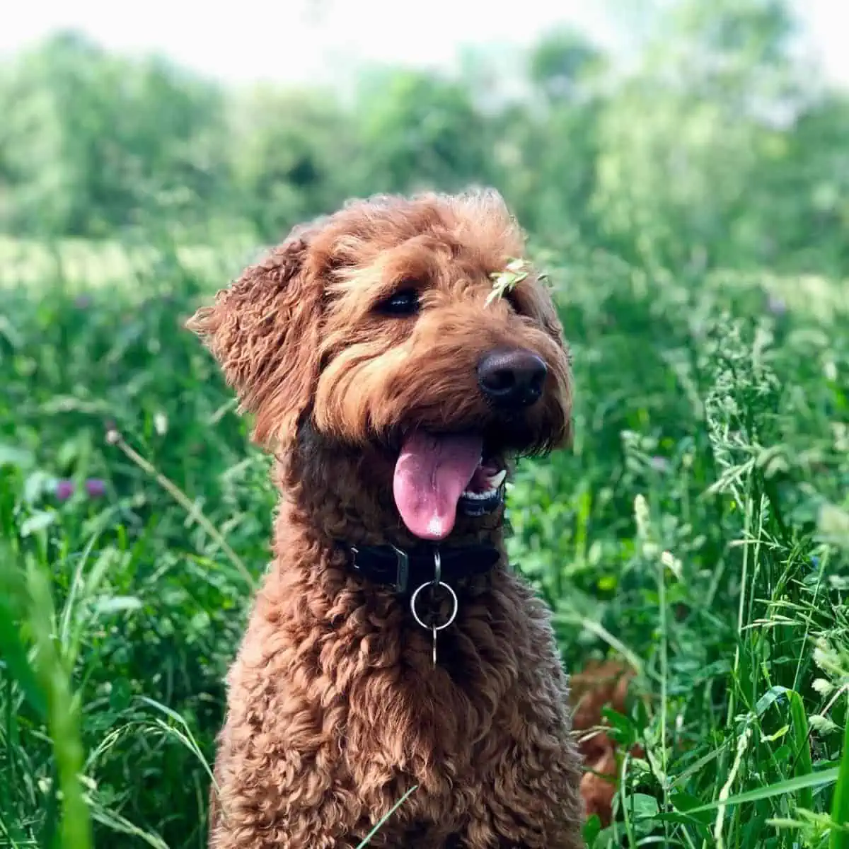 Labradoodle on potty time