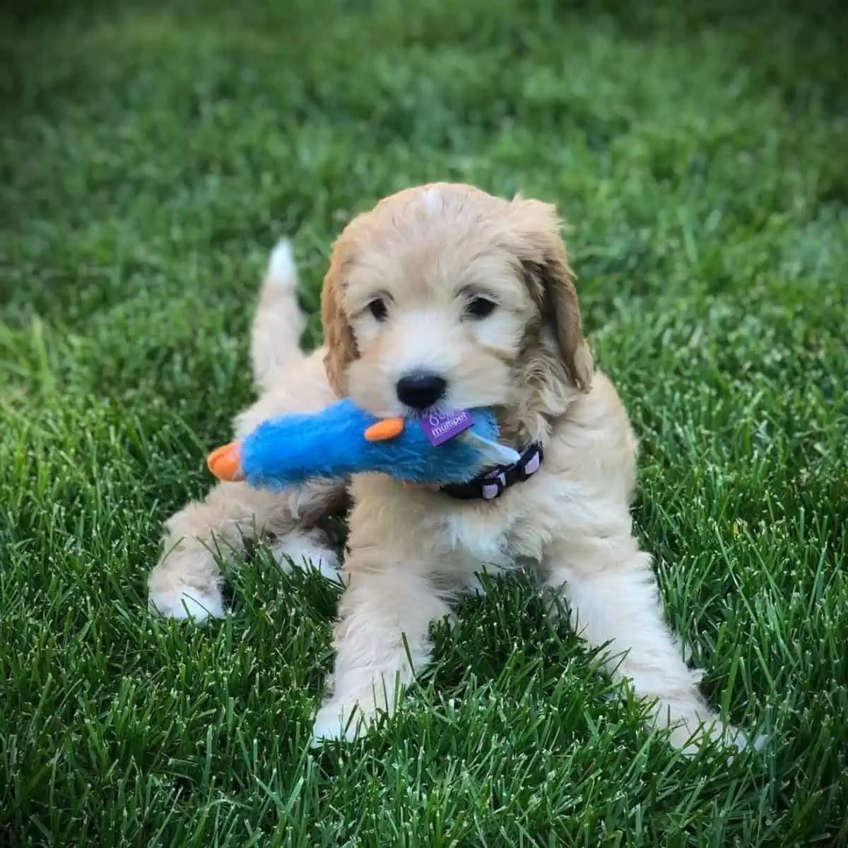 Labradoodle puppy and toy