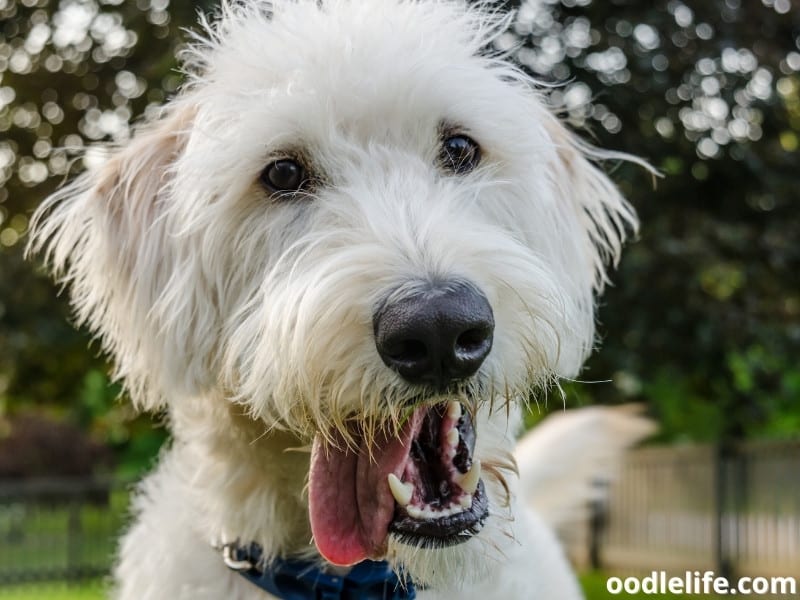 Labradoodle with tongue out