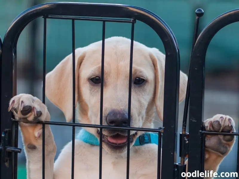 Labrador puppy inside a playpen