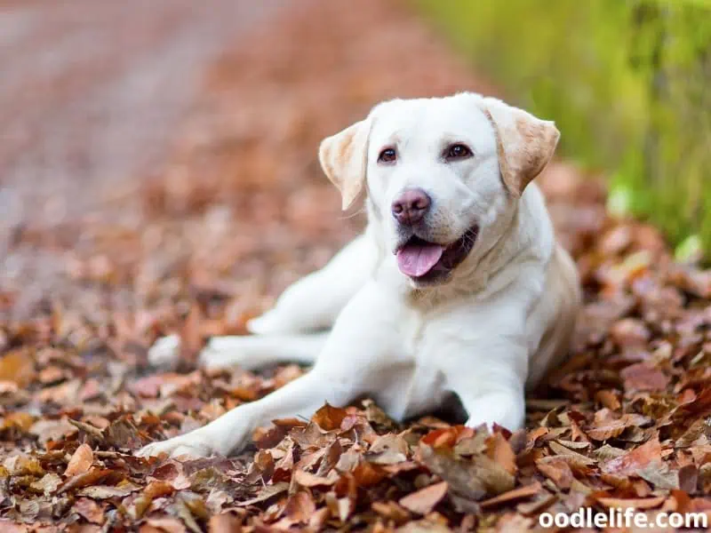 Labrador Retriever sits on the road