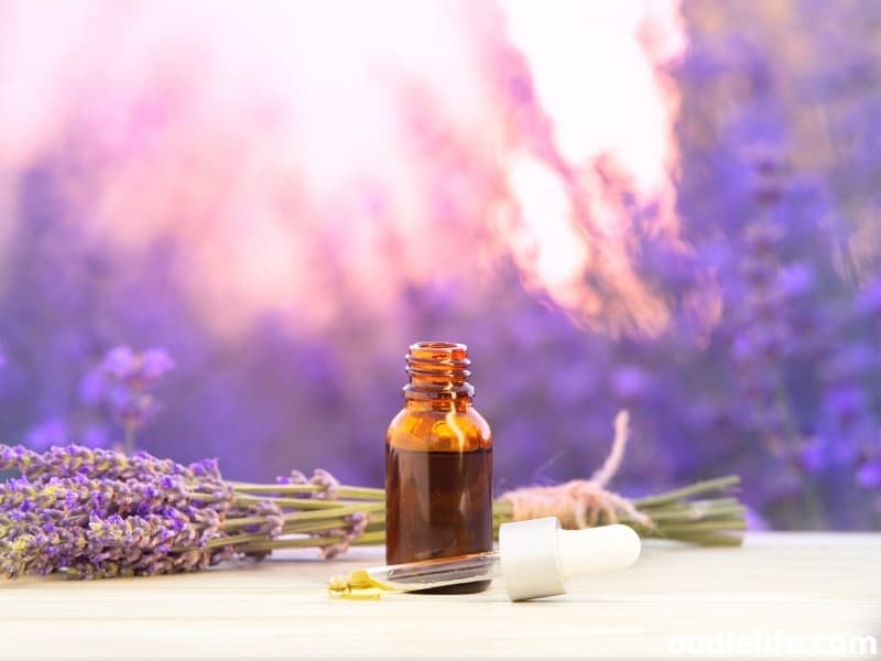 lavender oil safe for dogs