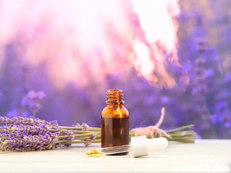 lavender oil safe for dogs