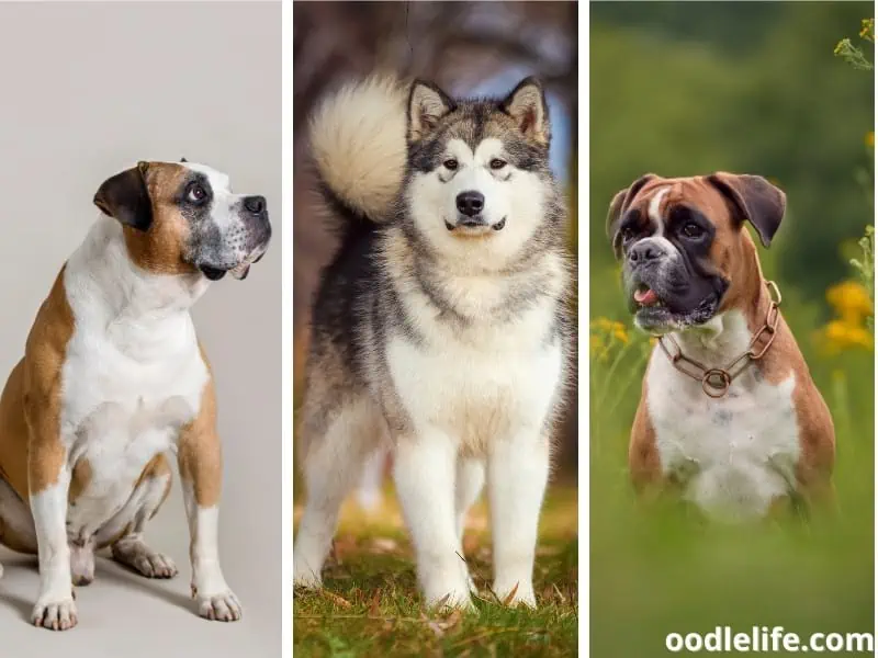 loyal and protective dog breeds