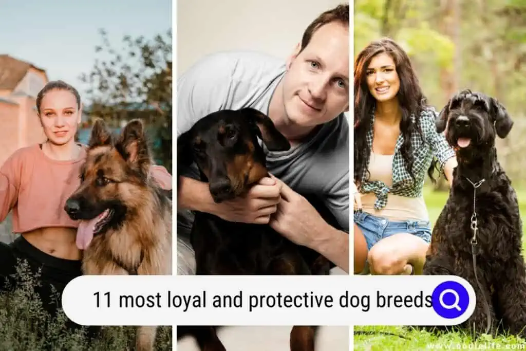 most loyal and protective dog breeds