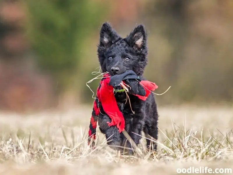 Mudi puppy with a toy