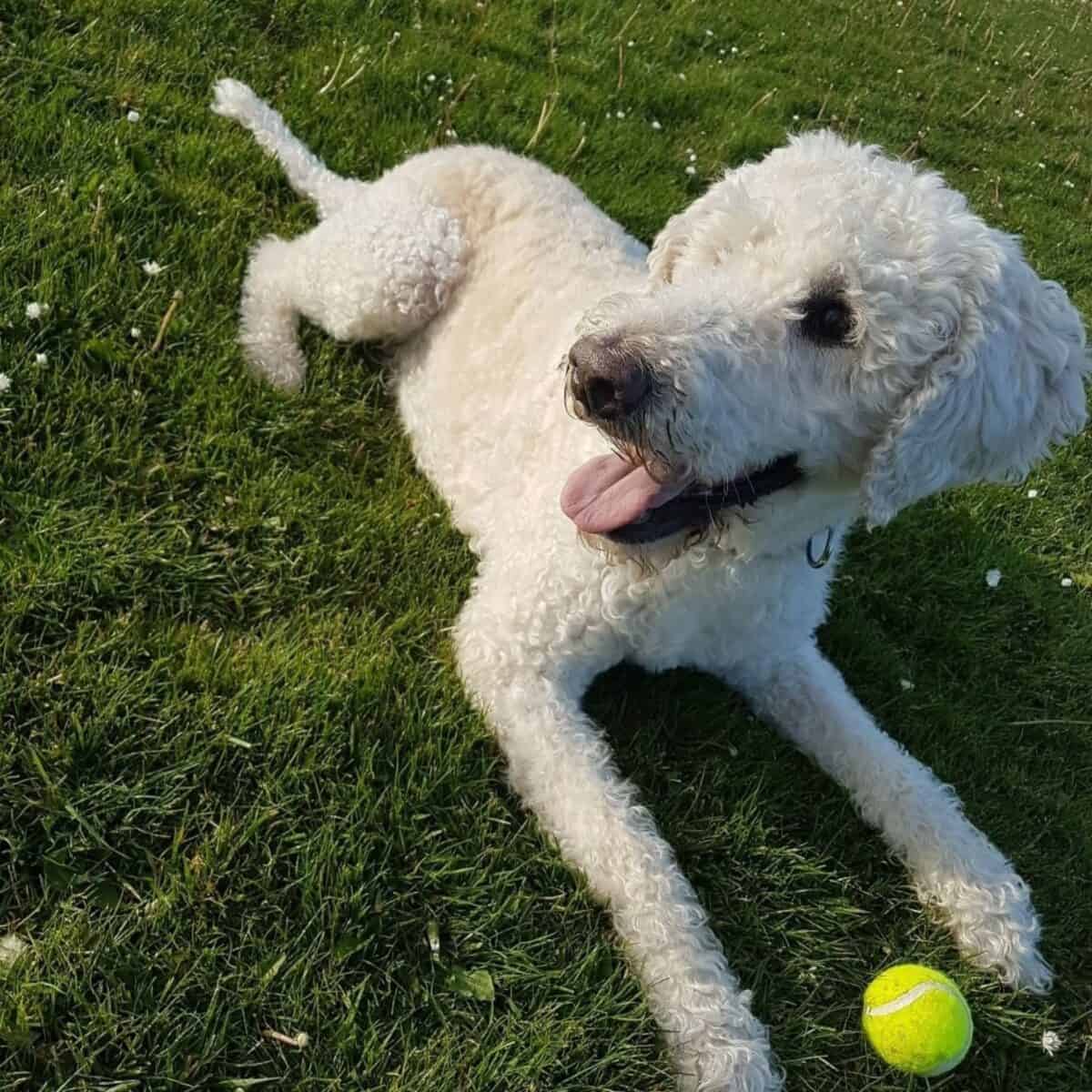 newly-groomed-white-labradoodle