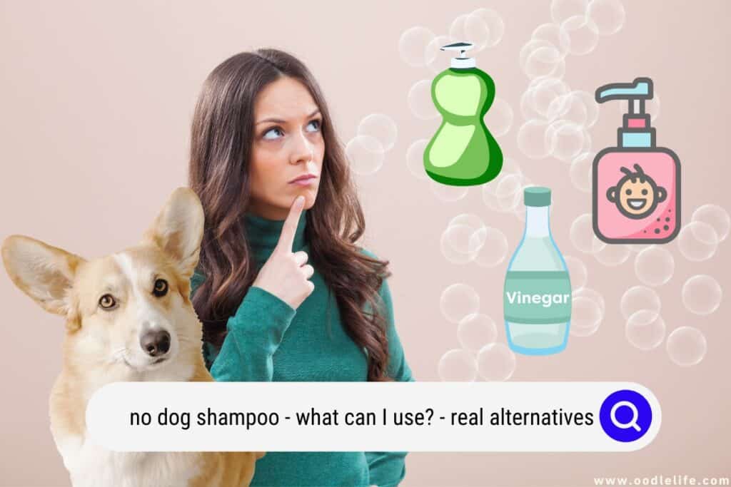 no dog shampoo: what can I use