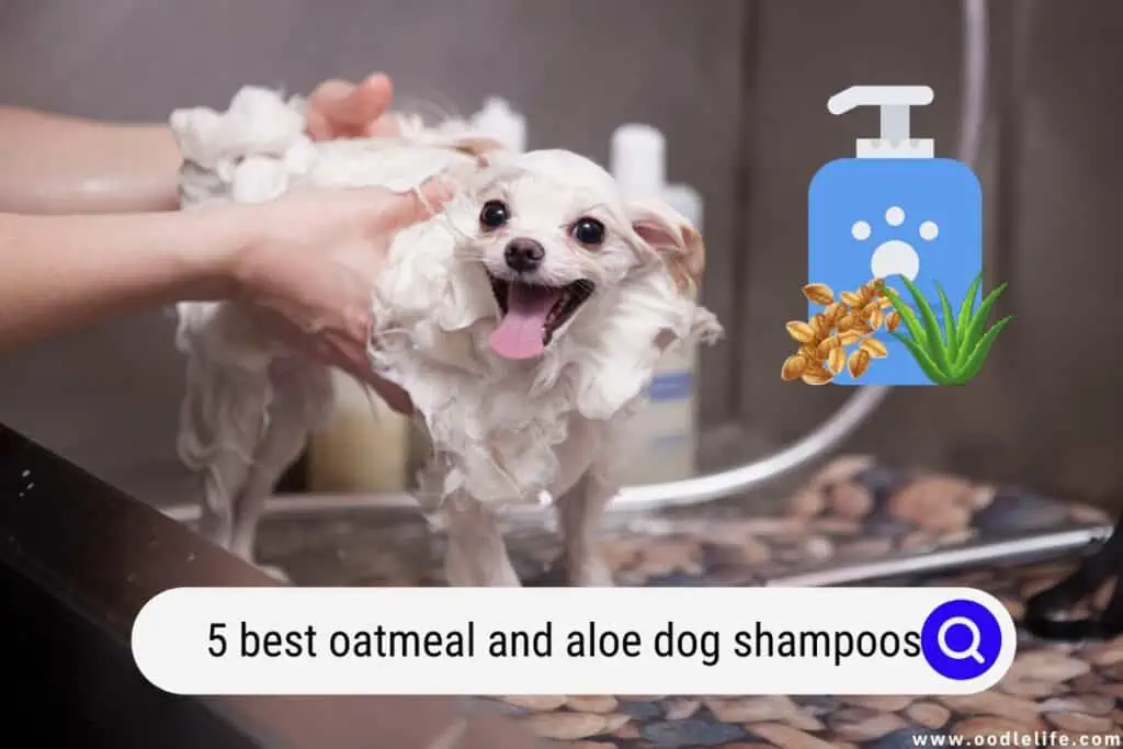 oatmeal and aloe dog shampoos