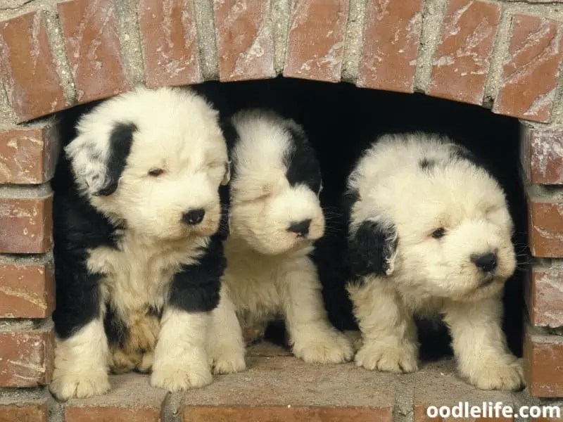 Old English Sheepdog puppies