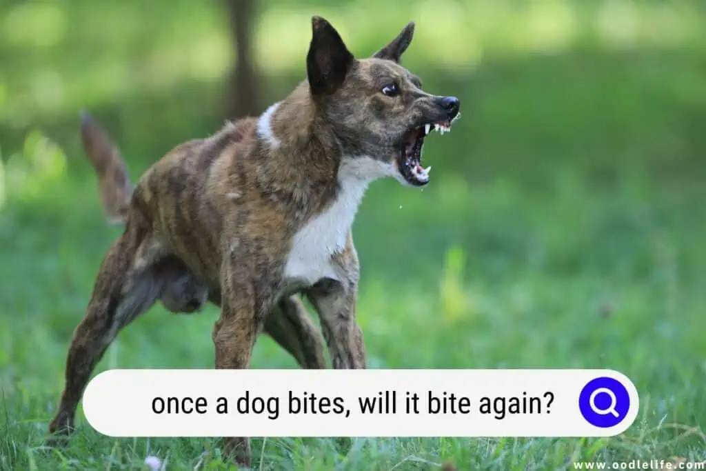 once a dog bites, will it bite again