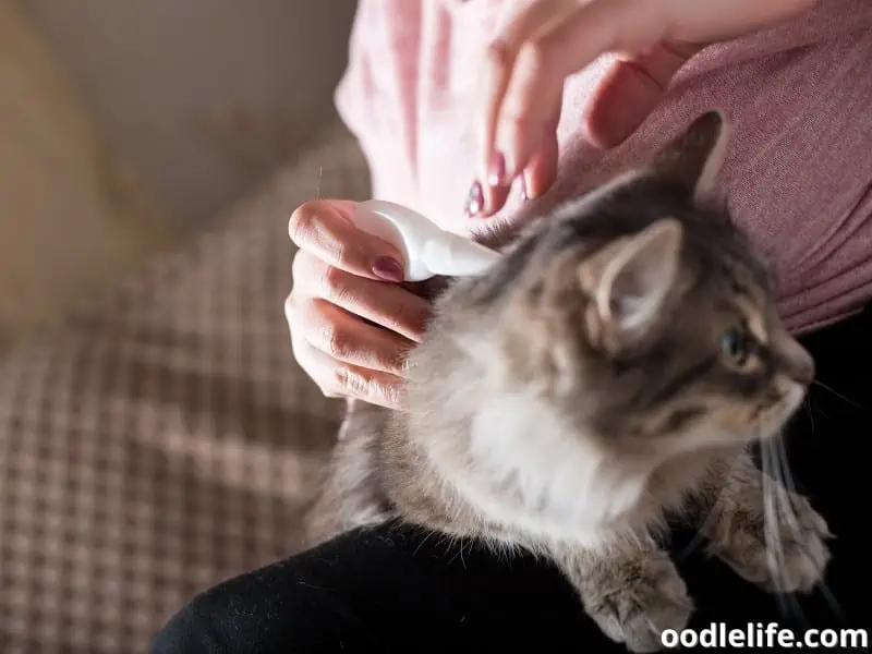 owner treats cat with fleas