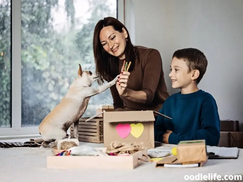 owners and dog with box