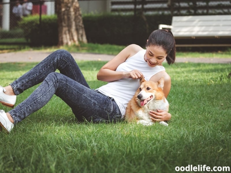 Pembroke Welsh Corgi with a woman