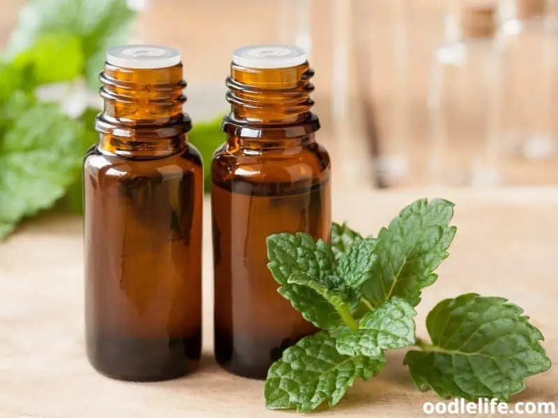 peppermint oils in bottles