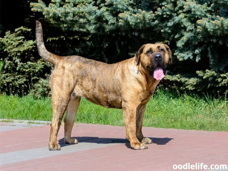 Perro de Presa Canario