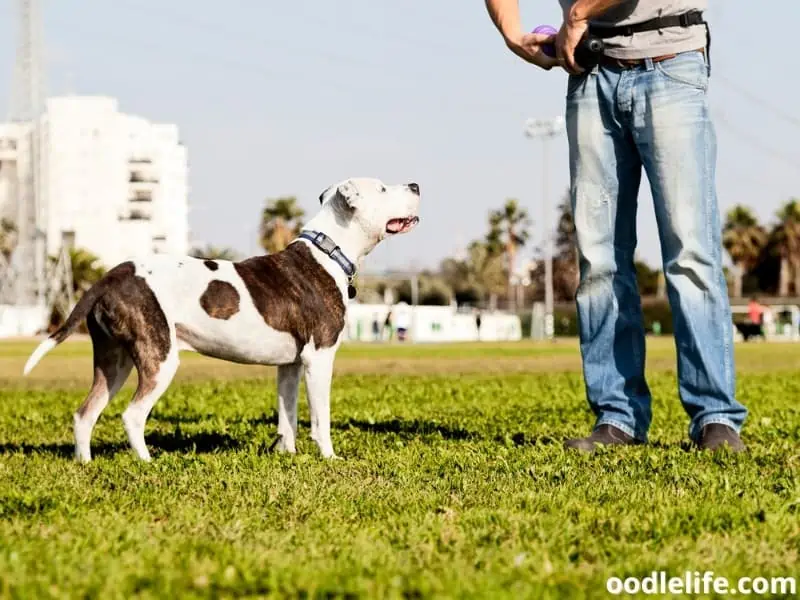 Pitbull and a dog owner