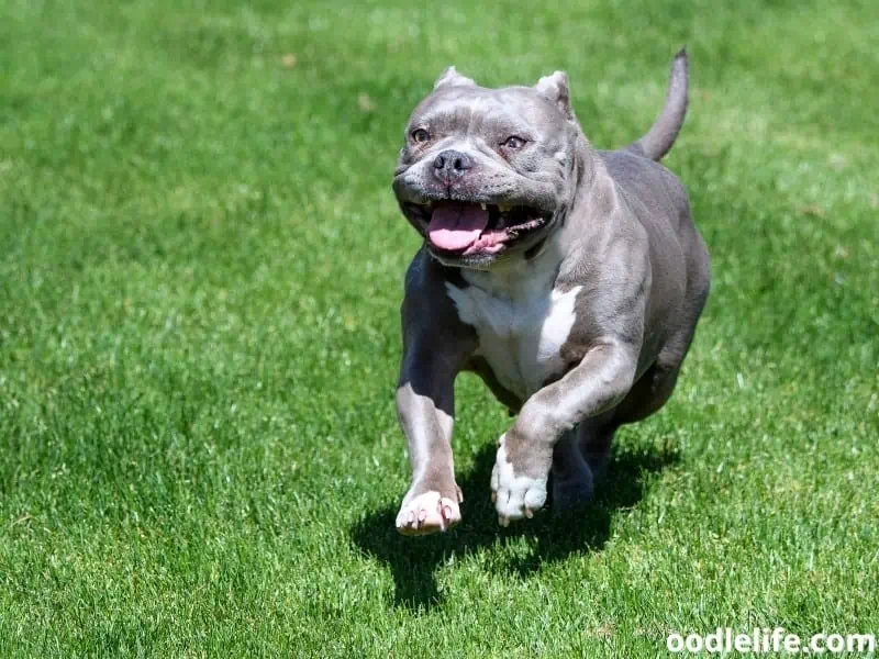 Pitbull runs fast at the park