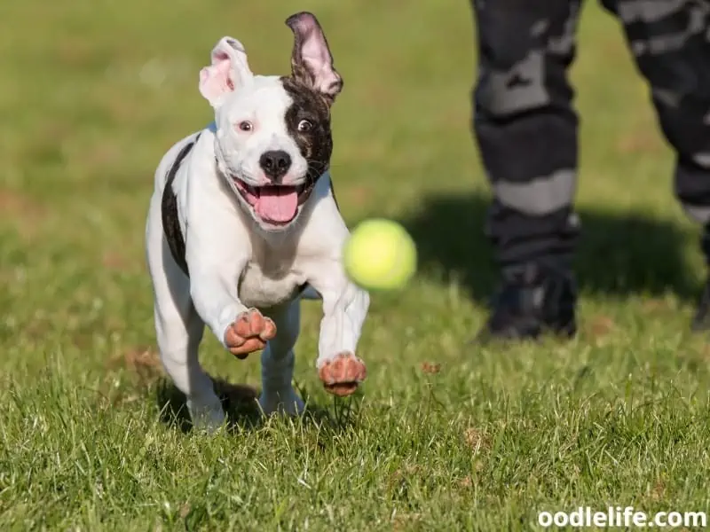 Pitbull runs towards the ball