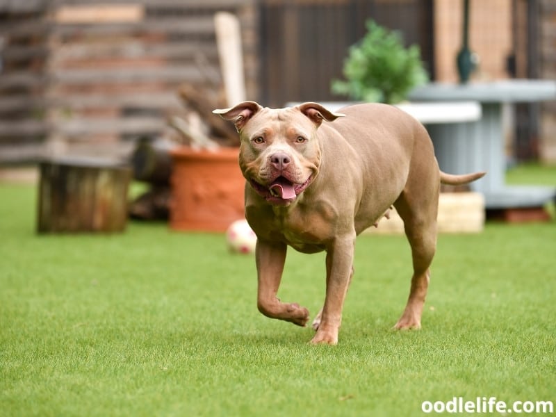 Pitbull runs towards the dog owner