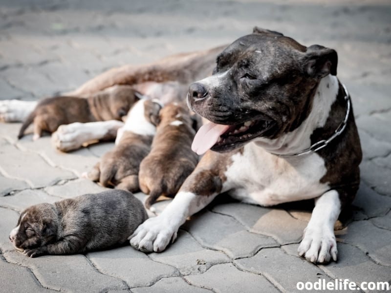 Pitbull with her puppies