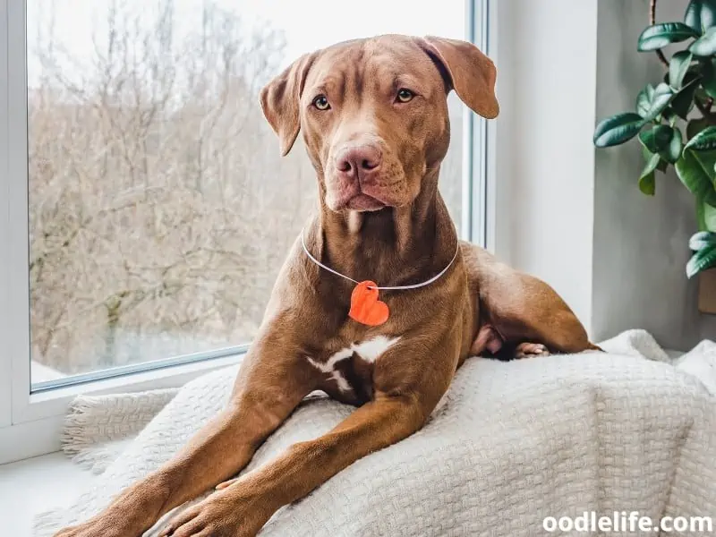 Pitbull with necklace sits on a blanket