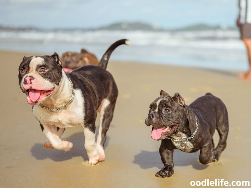 Pitbulls run at the beach