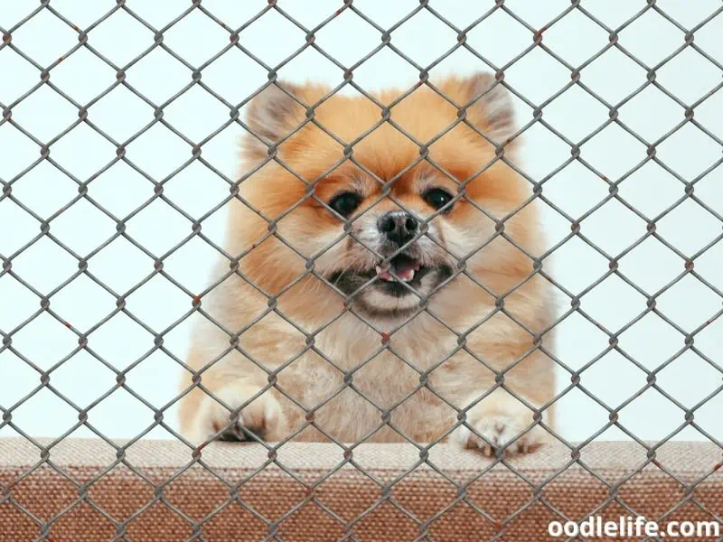 Pomeranian looks from playpen