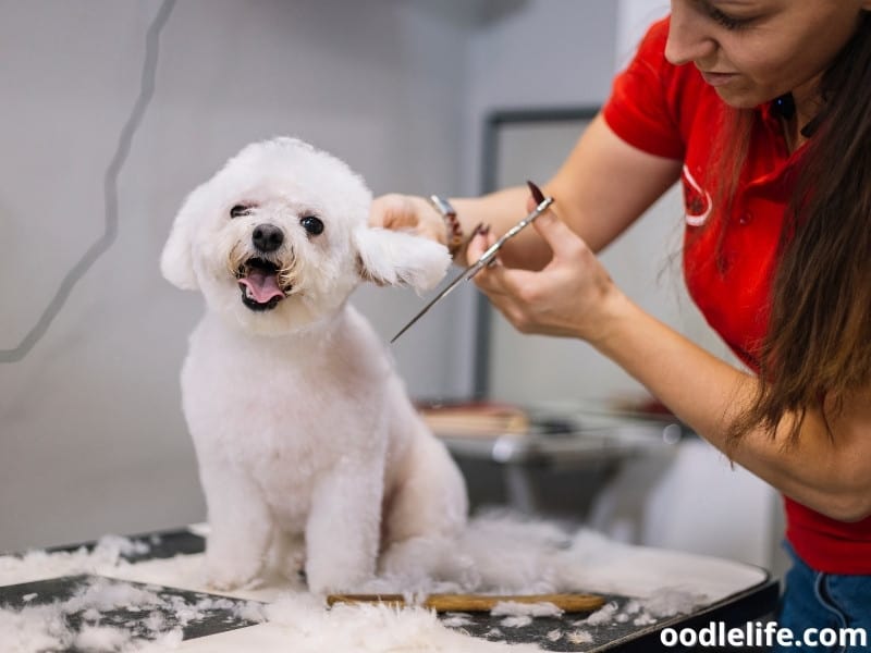 Poodle at a pet salon
